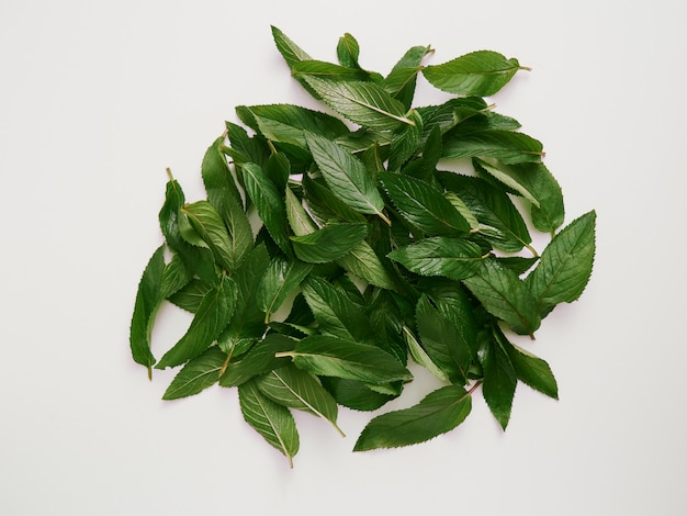 Curry Leaves Farming